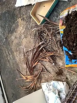 Castrol1289 online show from February 2026 03:06:01 AM