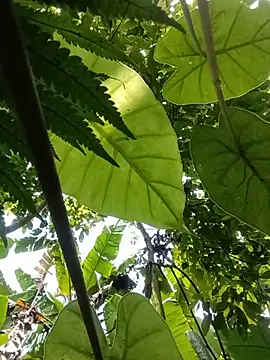 boy-pho- online show from July 2026 04:16:01 AM