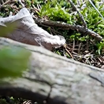 walddrinker online show from April 2026 01:46:02 PM