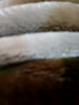 beast 0003 online show from April 2026 03:49:02 PM