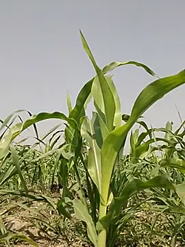 ThethunderPo online show from March 2026 07:37:02 AM