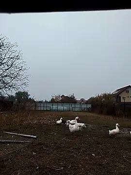 sarpe4 online show from November 2025 06:38:02 AM