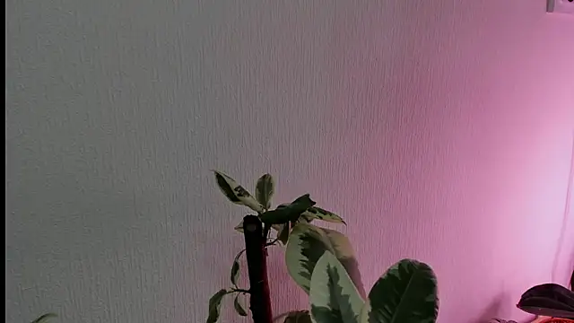 BowToYourWeakness online show from February 2025 01:01:01 PM