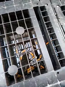 Ethangay online show from February 2026 07:18:02 AM