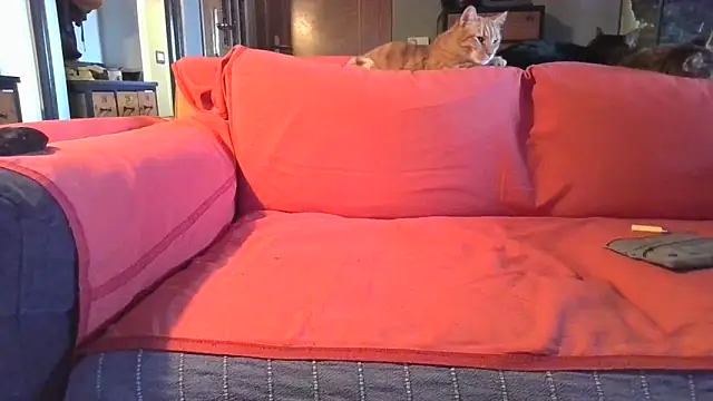 naked bear online show from February 2025 10:41:01 AM