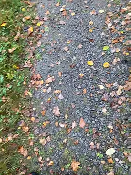 hamstergrabben online show from October 2025 11:50:01 AM