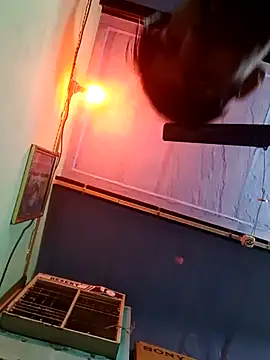 dhapli4u online show from February 2026 08:18:02 AM