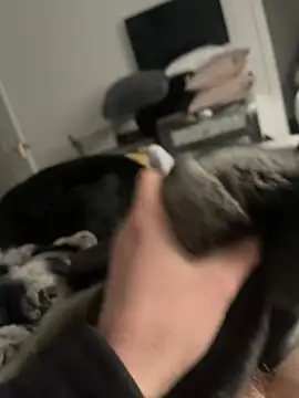 Furdale online show from February 2025 02:32:02 PM