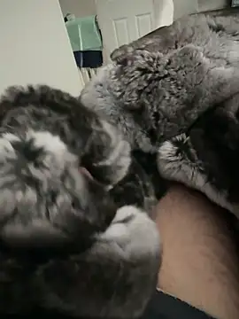 Furdale online show from September 2025 02:20:01 PM