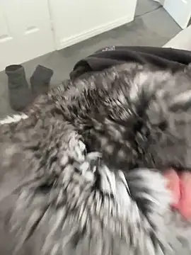 Furdale online show from April 2026 12:17:02 PM