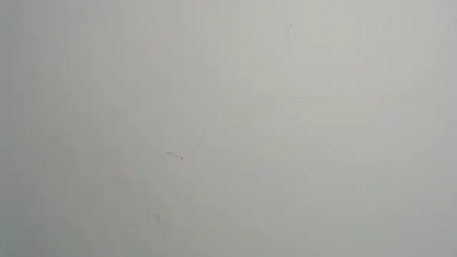 amy le01 online show from February 2025 04:20:02 PM