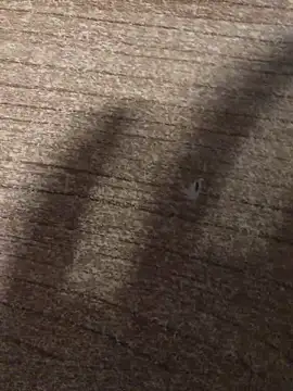 gokhanbey34 online show from December 2025 12:40:01 AM