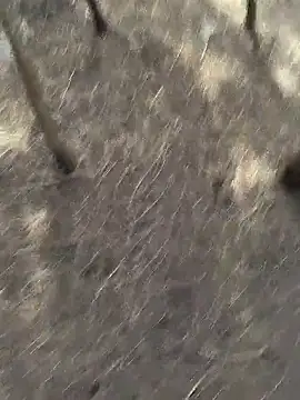 Gopal1243 online show from November 2025 06:13:01 AM