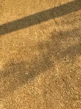 Gopal1243 online show from April 2026 02:27:01 AM