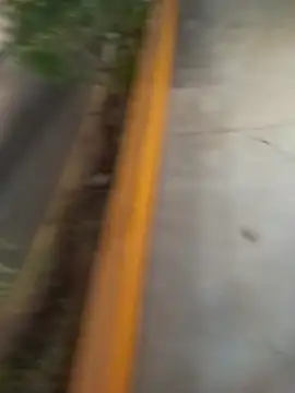 sagrado 1989 online show from February 2026 01:31:01 AM