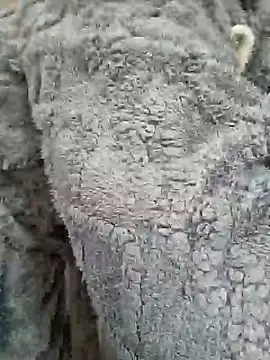 AmGuy23 online show from January 2025 04:48:01 AM