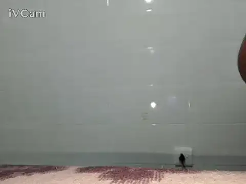 Stormward online show from February 2025 06:15:02 PM