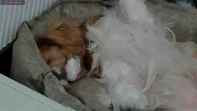 Peggy Beauty online show from February 2025 06:44:01 PM