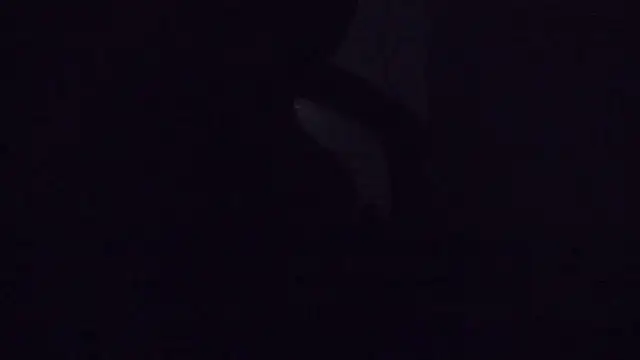 SouTarado69 online show from March 2025 11:45:01 PM